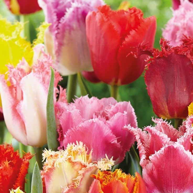 Túlípanar rifflaðir - blandaðir, 8 stk