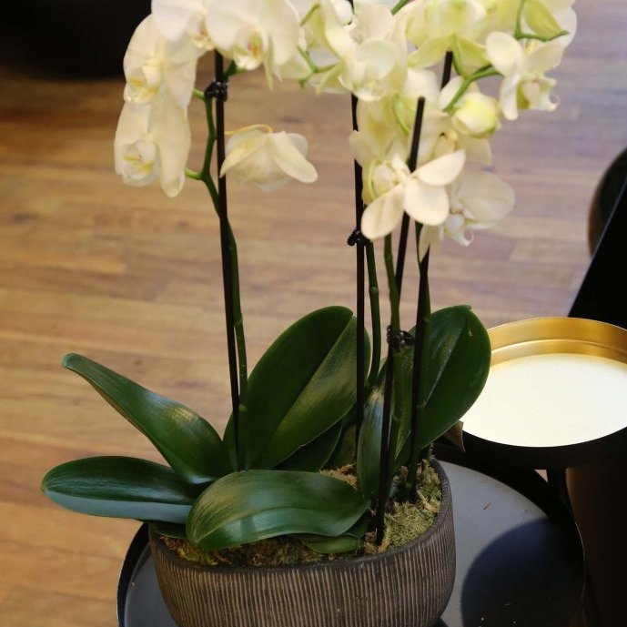 Tvær orkideur í potti