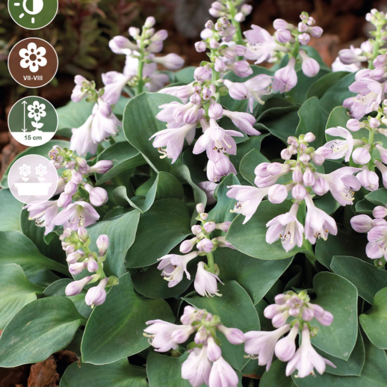Hosta Blue Mouse Ears, 1 stk