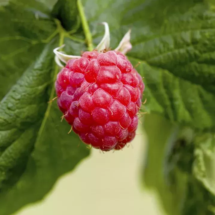 Rubus Idaeus 'Preussen'