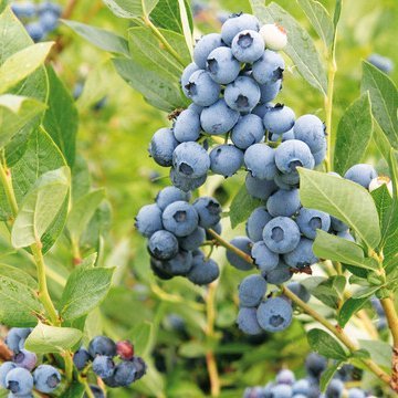 ´Goldtraube´ bláberjarunni