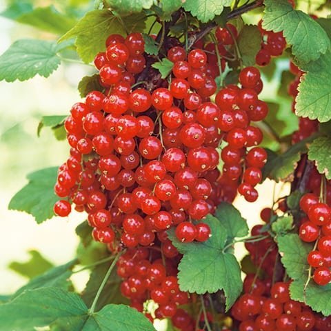 Ribes rubrum ´Rolan´