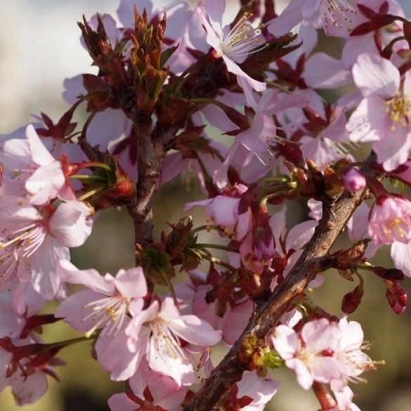 Prunus Nipponica Ruby