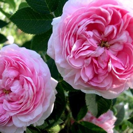 Dronningen af Danmark rós