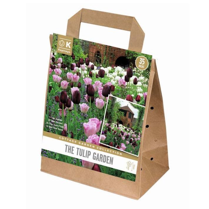 Cottage Garden Tulip - blandaðir litir