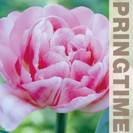 Túlípanar Foxtrot - bleikir, 8 stk