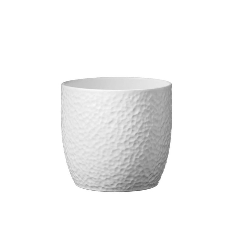 Boston - hvítur hamraður