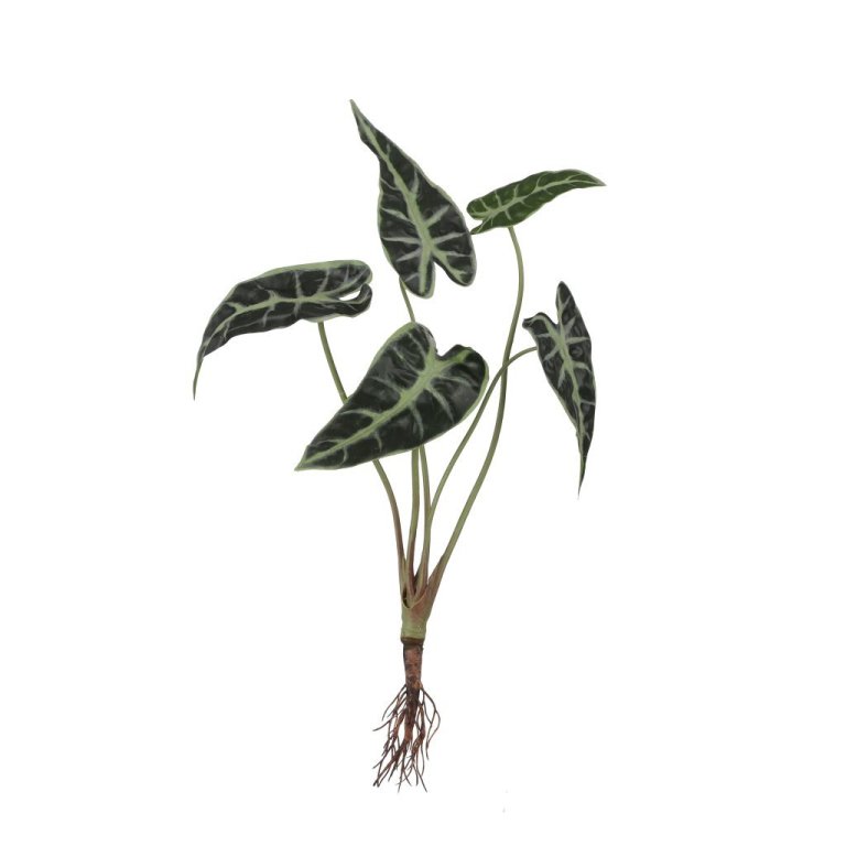 Alocasia með rót - græn