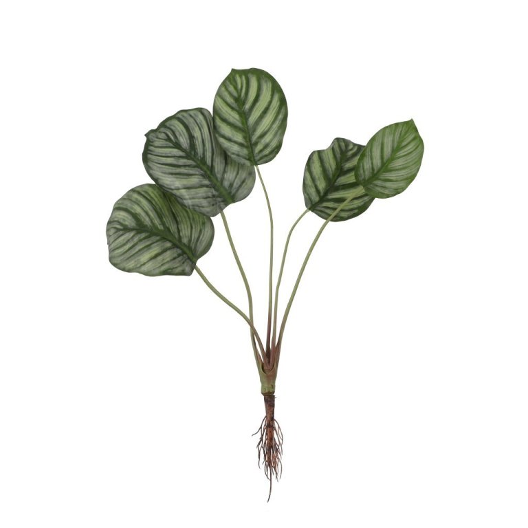 Calathea með rót - græn