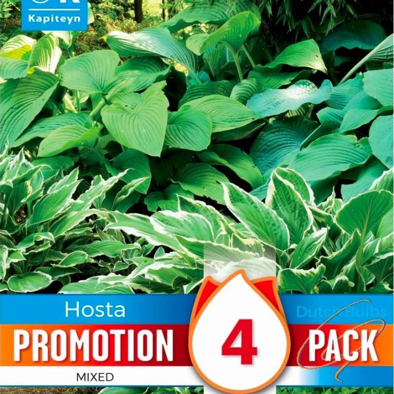 Hosta mixed, 4 stk