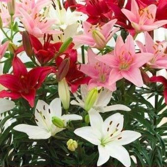 Liljur Pation Container, 4 stk