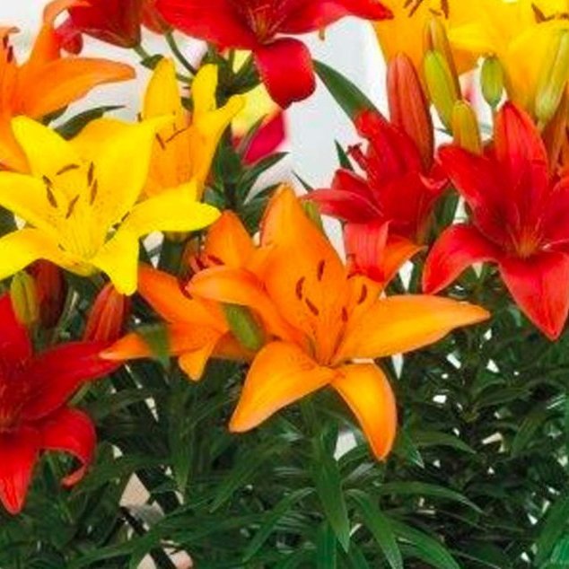 Pation Container - sunshine, 4 stk