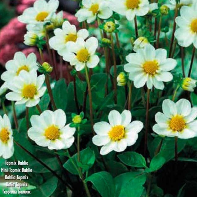Dahlia Topmix White, 1 stk