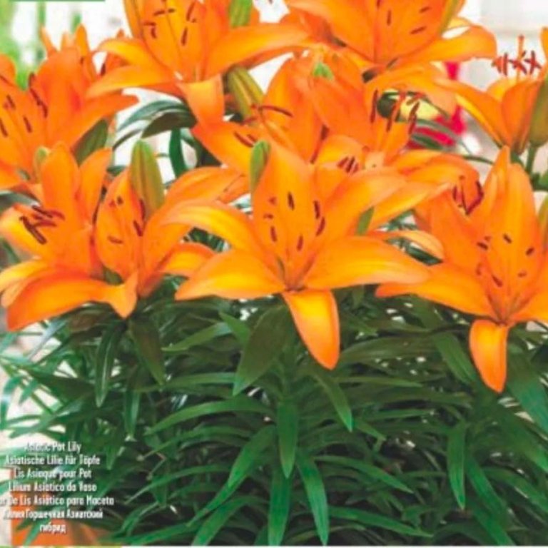 Lilium orange, 3 stk