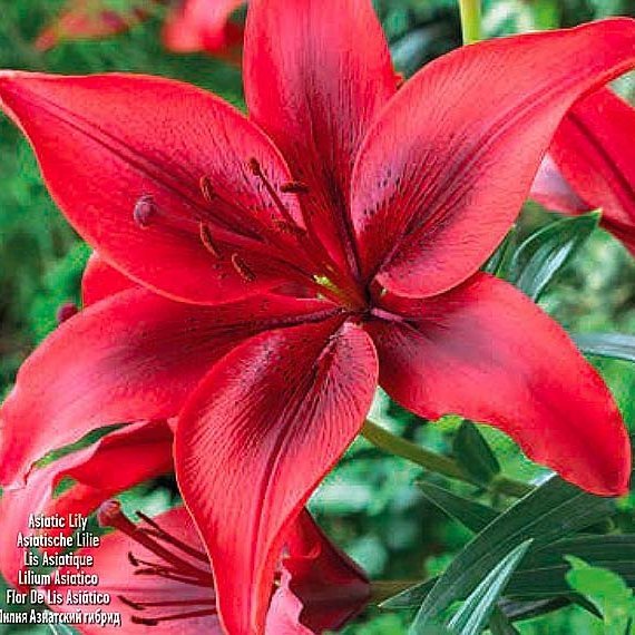 Liljum red county, 3 stk