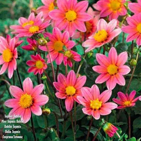 Dahlia Topmix pink, 1 stk