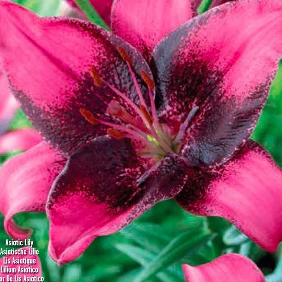 Lilium Purple dream, 3 stk