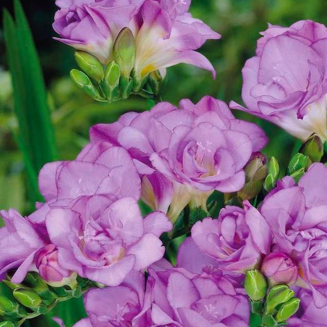 Freesia purple, 10 stk