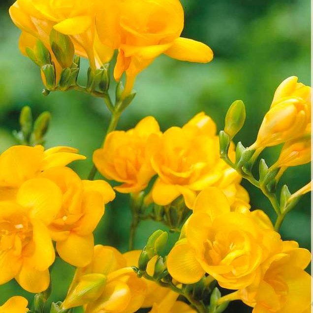 Freesia Double Yellow, 10 stk