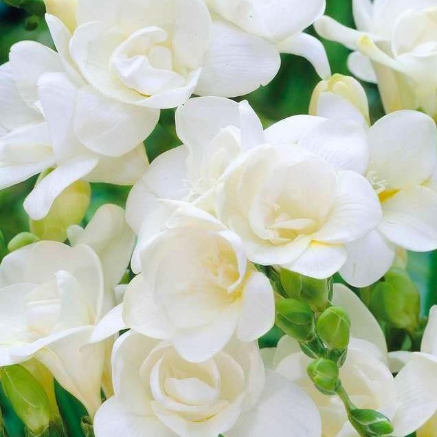Freesia Double White, 10 stk