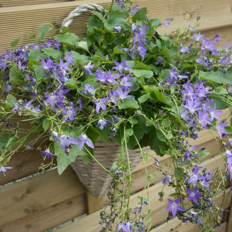 Betlehemstjarna hengi - Flóra