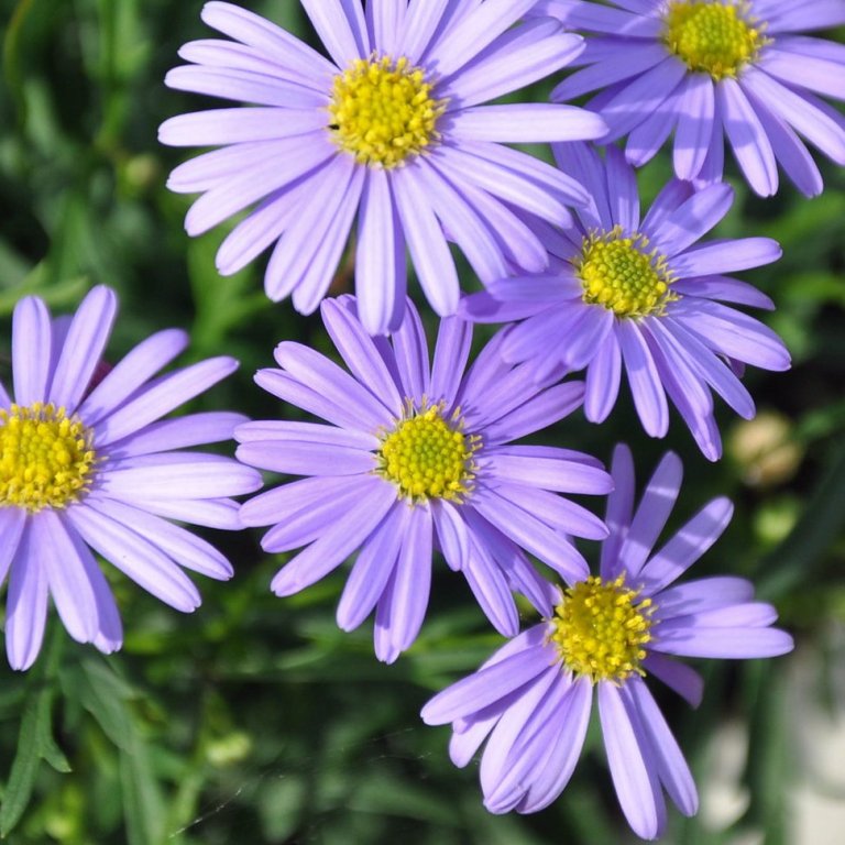 Blákragafífill - Storð