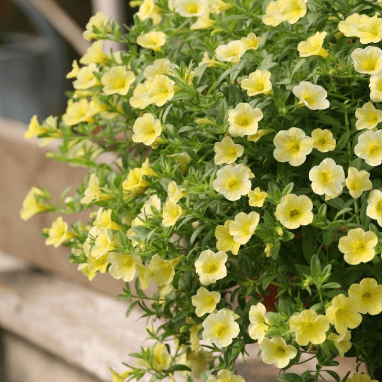 Blómahorn/ Þúsundbjöllur - Flóra