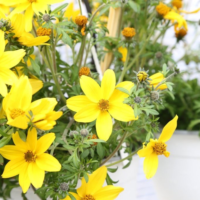 Stjörnublik - Flóra