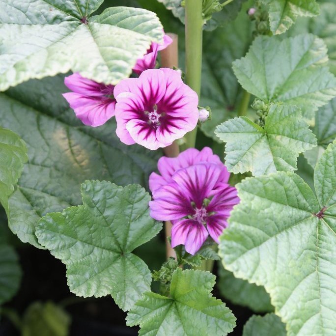 Skógarmalva - Flóra