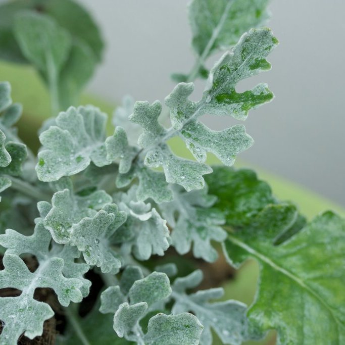 Silfurkambur - Storð