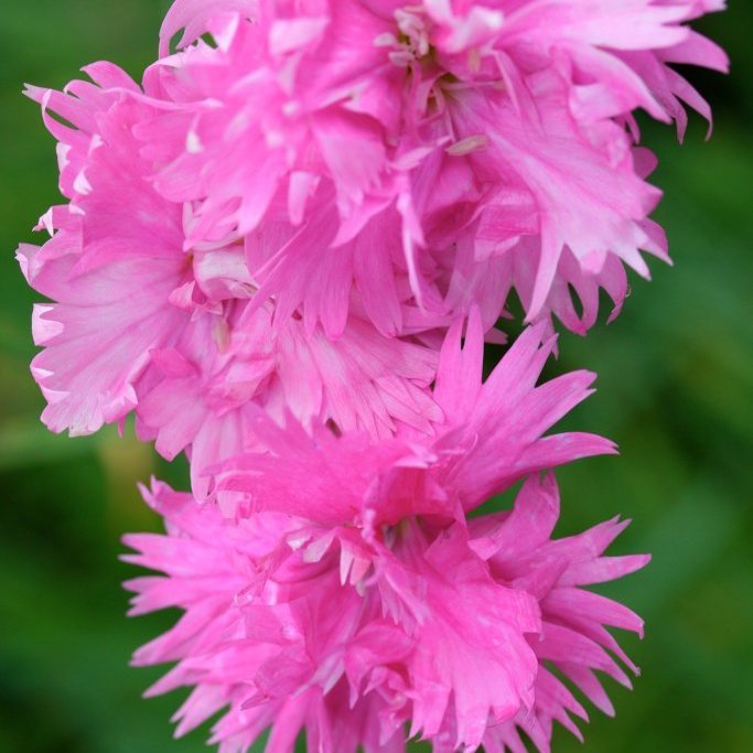 Nellika fyllt - Storð