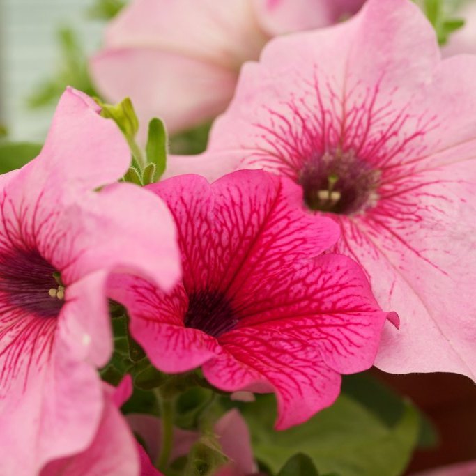 Tóbakshorn - Flóra