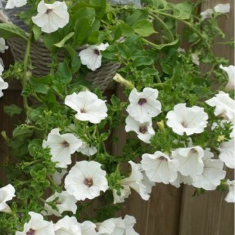 Hengitóbakshorn - Flóra