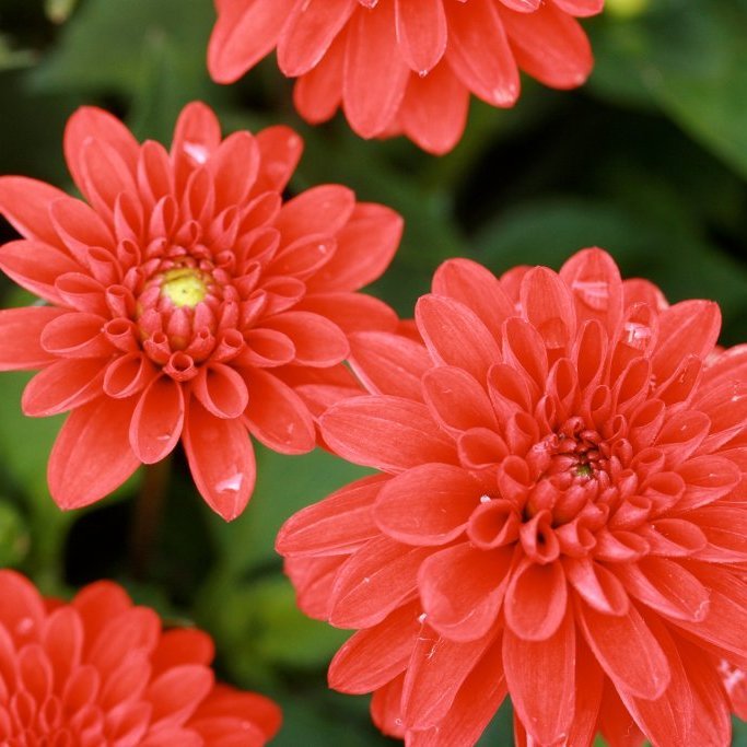 Dalía/ Glitfífill - Storð