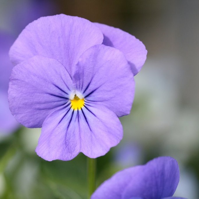 Fjóla 10 stk - Flóra