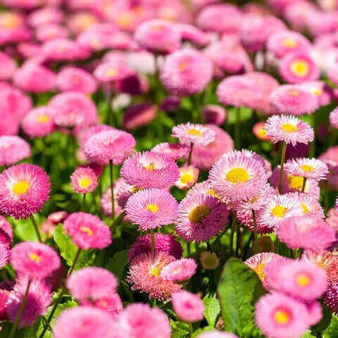 Fagurfífill 10 stk - Flóra