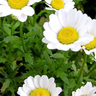 Daggarbrá 10 stk - Flóra