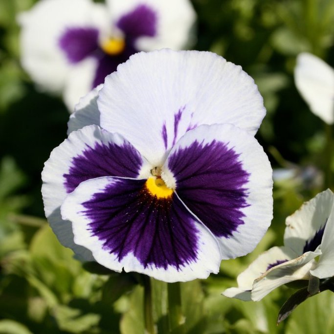 Stjúpur 10 stk - Flóra