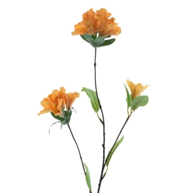 Klukkurós - Weigela