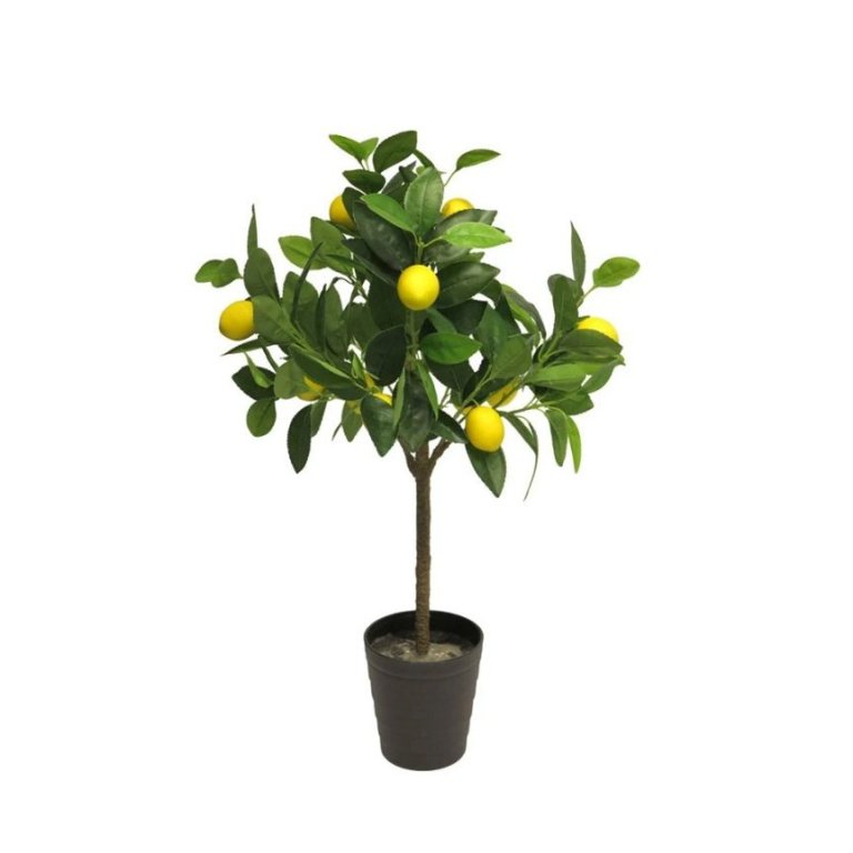 Sítrónutré í potti