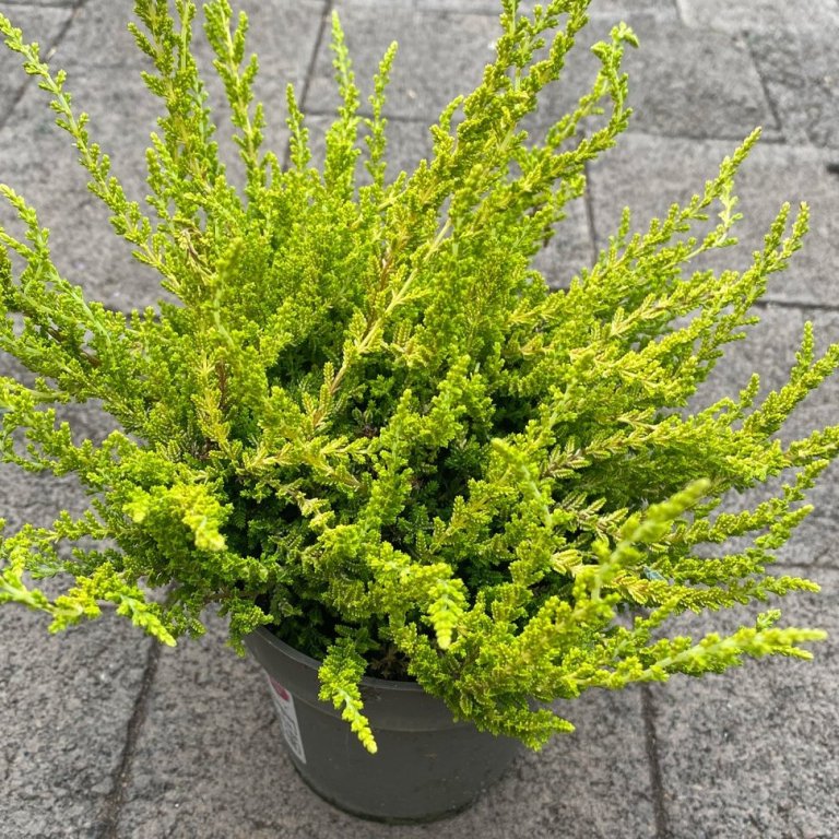 Calluna Zeta - græn