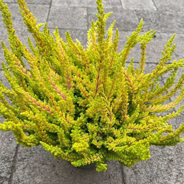 Calluna Zoe, gulgræn