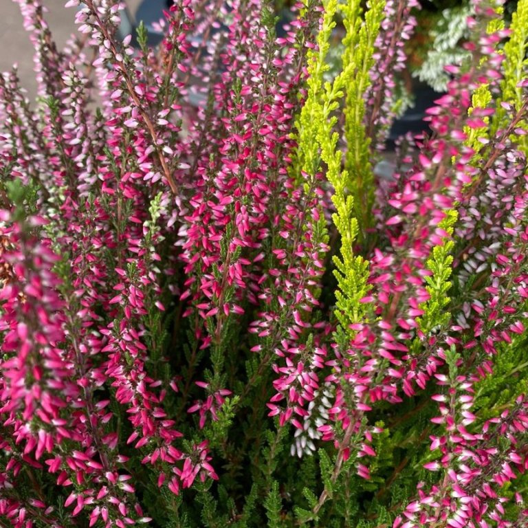 Calluna Quattro girls