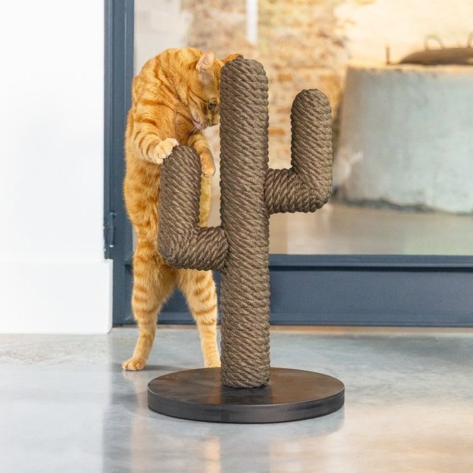 Klórustaur Kaktus - svartur