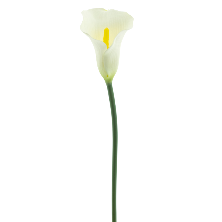 Calla Lilja