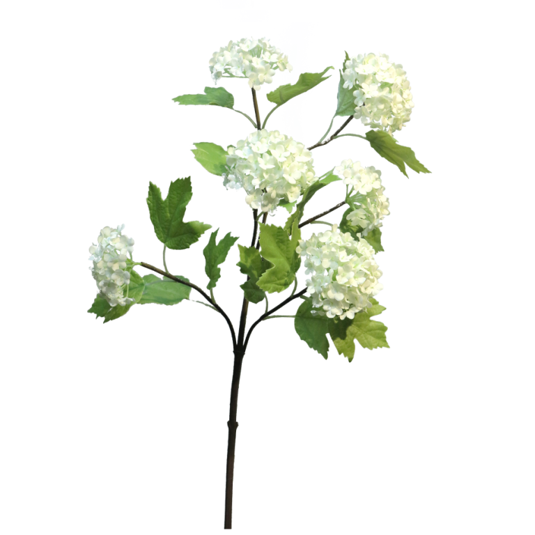 Viburnum Roseum hvít