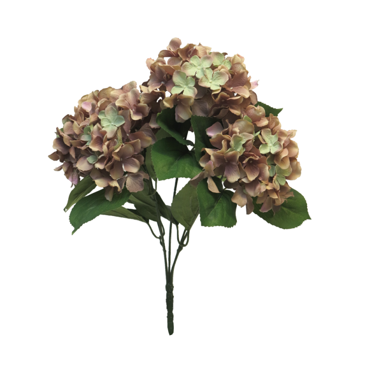 Hortensíubúnt Rabe