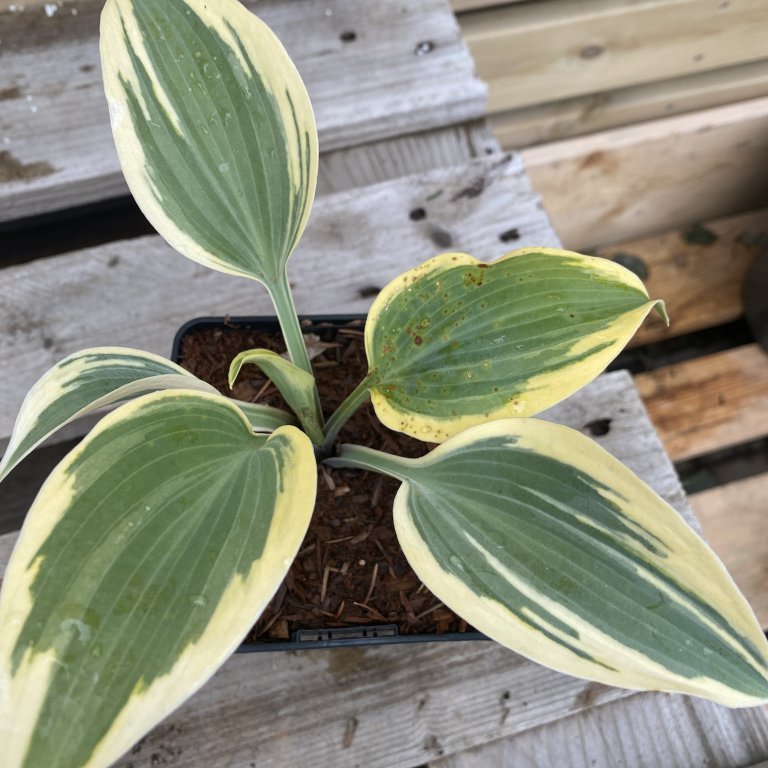 Brúska - Hosta Shadowloand