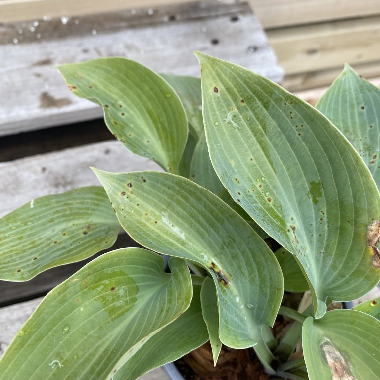 Brúska - Funkia Hosta