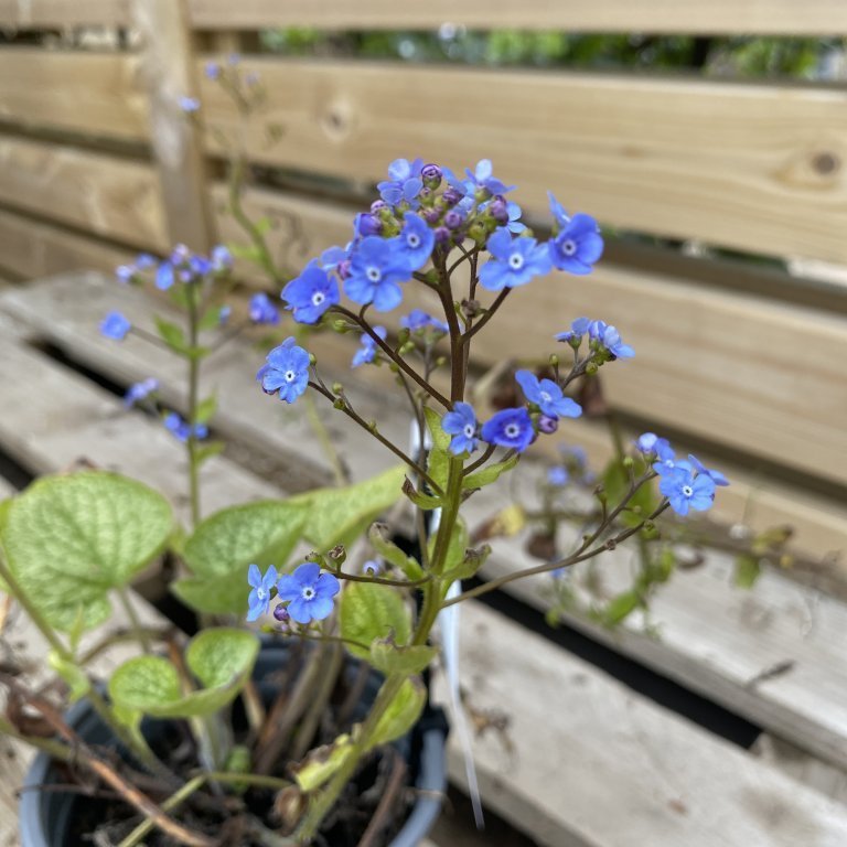 Búkollublóm - Brunnera